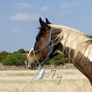 NEW Handmade Horse Halter - Braided Paracord w/ Lariat Rope Noseband - Turquoise